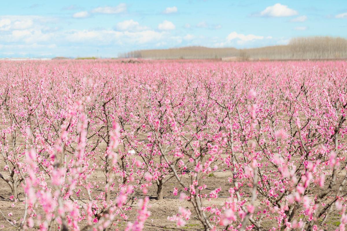 Árboles en flor, Aitona