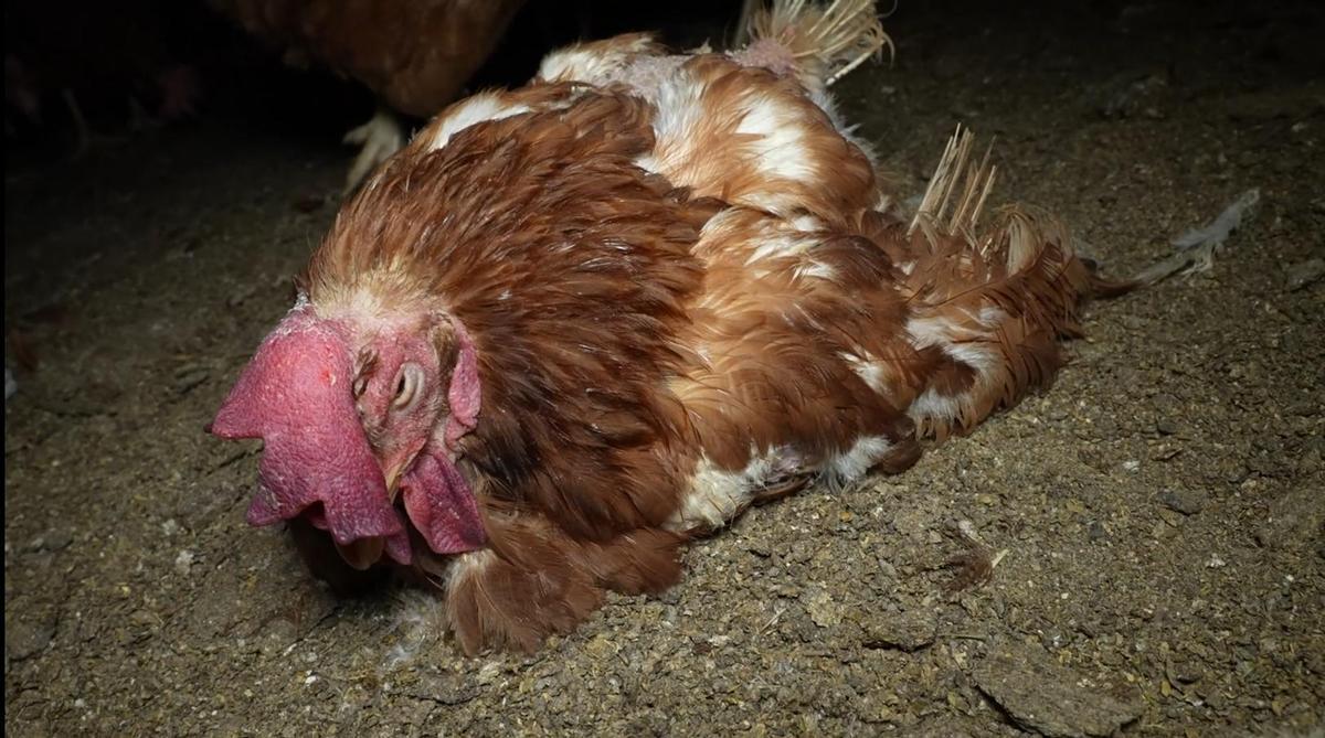 Entidades ecologistas denuncian la presencia de ratas, cadáveres y suciedad extrema en la polémica granja avícola de Llucmajor
