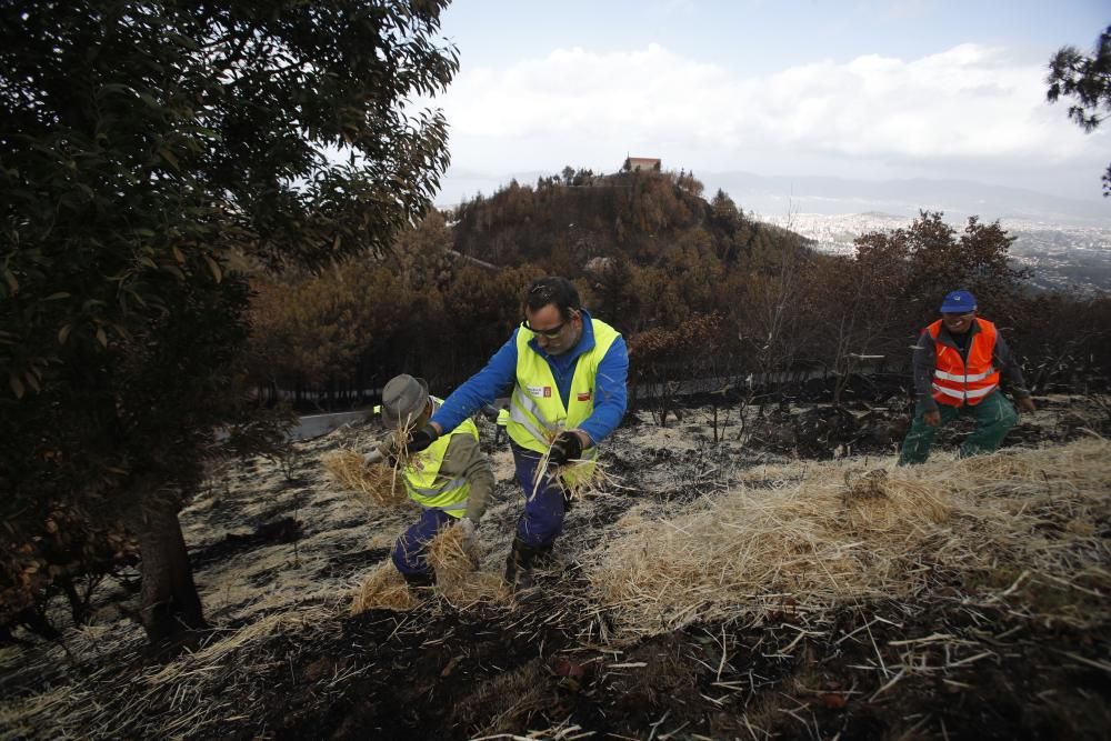 Incendios en Galicia | Paja para recuperar los mon