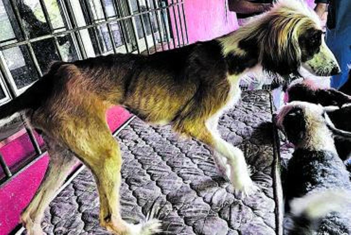Estado de uno de los canes localizados en el recinto ilegal. | | LP / DLP