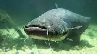 Un sorprendente monstruo de río de 130 kilos es pescado en Italia