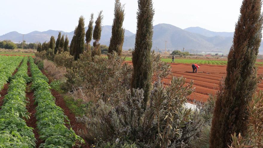 20 millones al Campo de Cartagena para reducir al mínimo el uso de fertilizantes