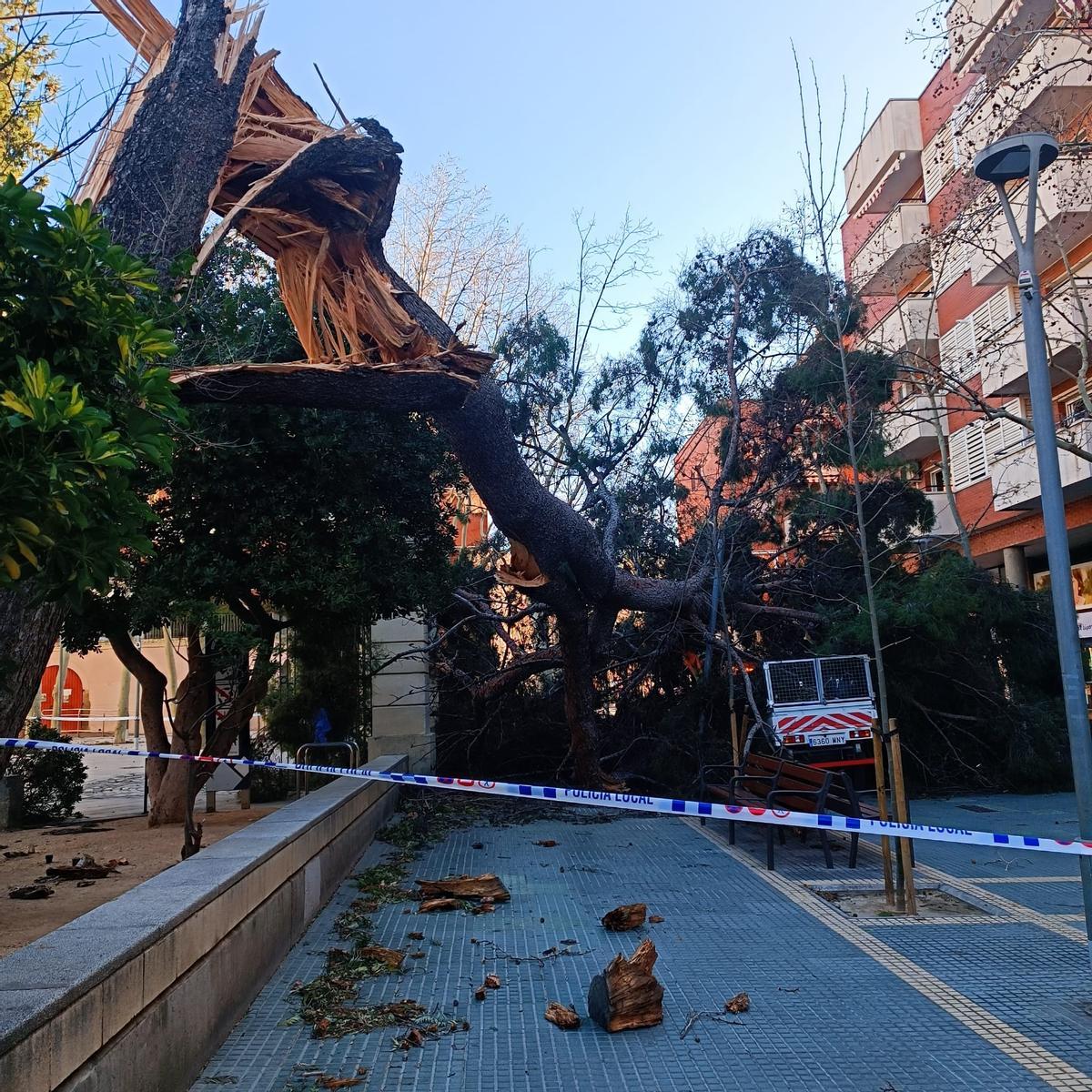 Gran árbol caído en la calle Àngel Guimerà de Esplugues de Llobregat
