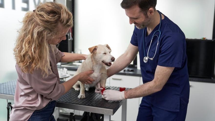 Italia, primer país en abrir la puerta a permisos laborales pagados para cuidar a mascotas enfermas