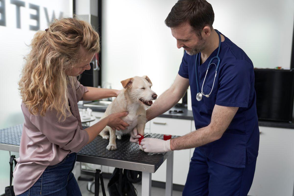 Visita al veterinario.