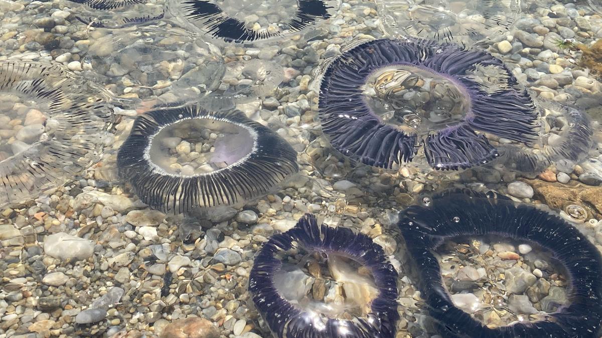 Plaga de medusas en la playa de Port de la Selva