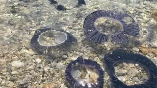 VÍDEO | Una invasión de medusas poco habituales inunda las playas del Port de la Selva