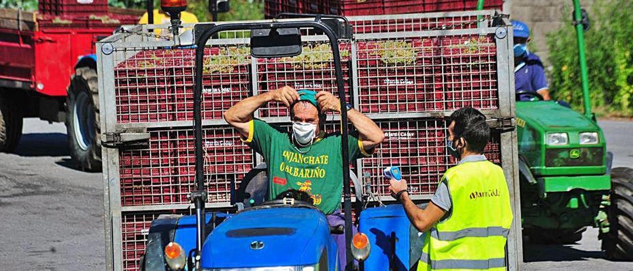 Un socio observa el pesado y calibración de su uva a través de un monitor.