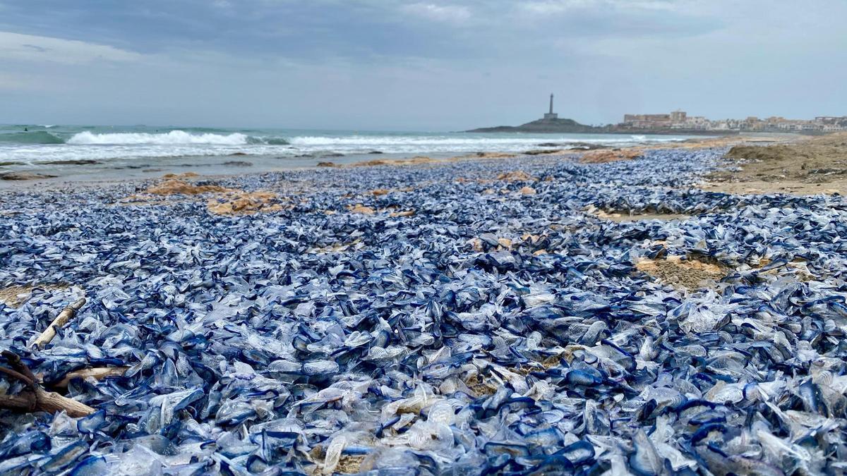La playa de Levante, con el faro de Cabo de Palos al fondo, abarrotada de medusas azules