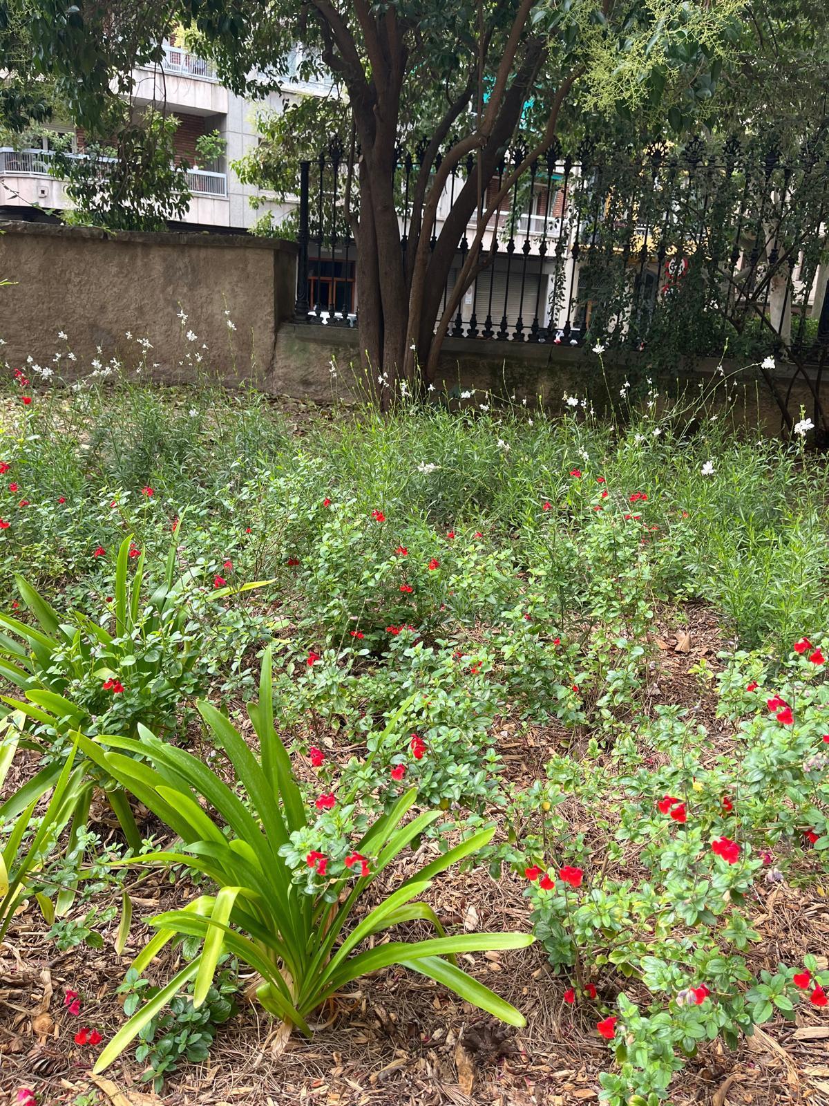 El jardí de Casa Caritat és un altre punt de la ciutat on feia anys que no s’hi plantava res