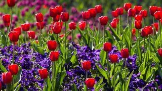 Consejos para plantar tulipanes: cuándo y cómo hacerlo