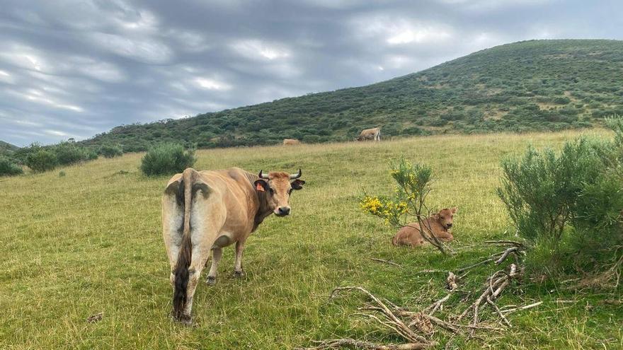 Máxima tensión entre Asturias y León: los ganaderos de Mieres se echan a la calle para denunciar un “bloqueo injusto” que les deja sin pastos este verano