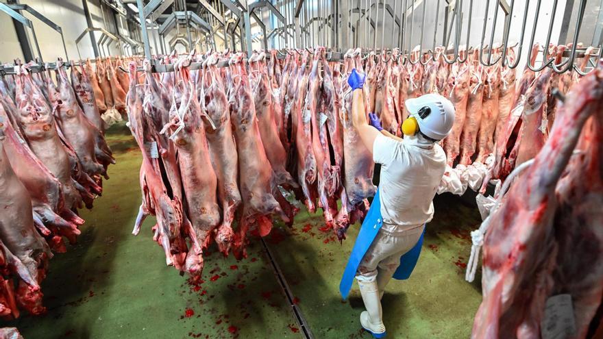 El matadero de Orihuela duplica el sacrificio de animales por la fiesta musulmana del cordero