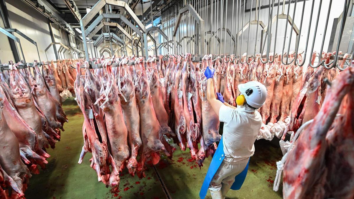 El matadero de Orihuela duplica el sacrificio de animales por la fiesta musulmana del cordero