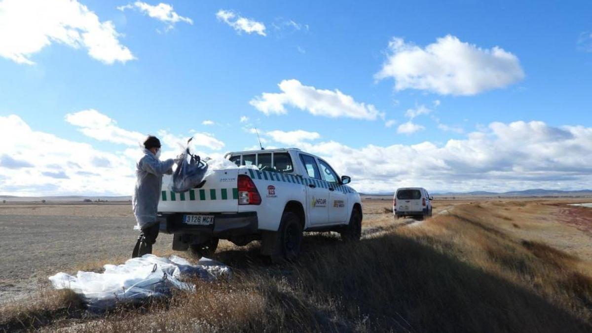 Un APN del Gobierno de Aragón recoge los cadáveres de grullas en Gallocanta.