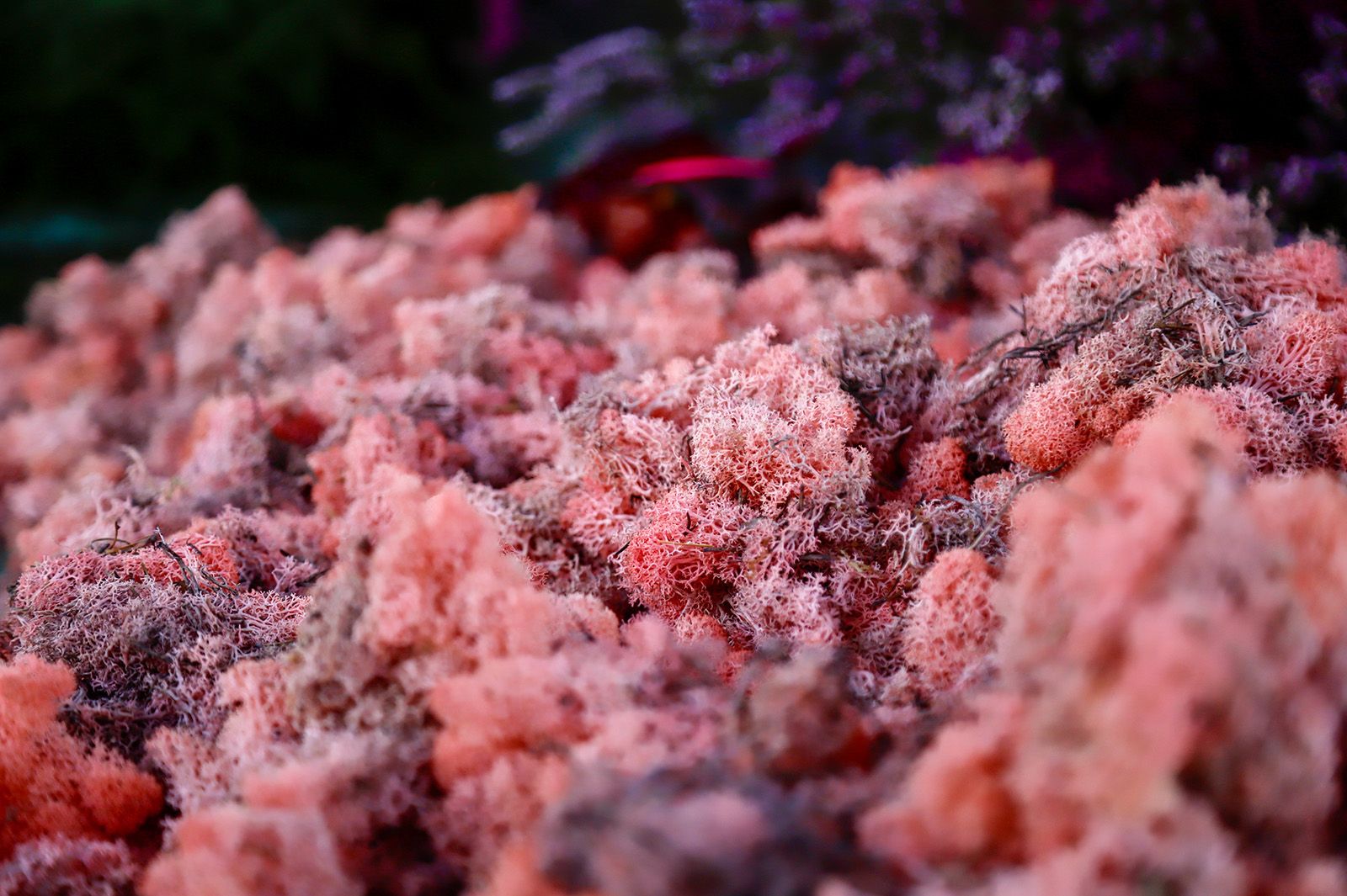 Flora se despide con la tradicional guerrilla floral y una performance de Carvento