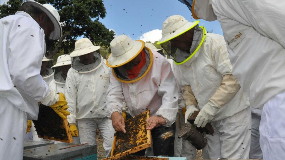 La Asociación de Apicultores lleva más de veinte años trabajando en pro de valorizar las exquisitas mieles de la provincia