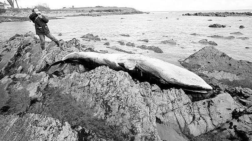 José Antonio Pis, del Centro Experimental de Pesca de Gijón, fotografía el rorcual, en Bañugues.