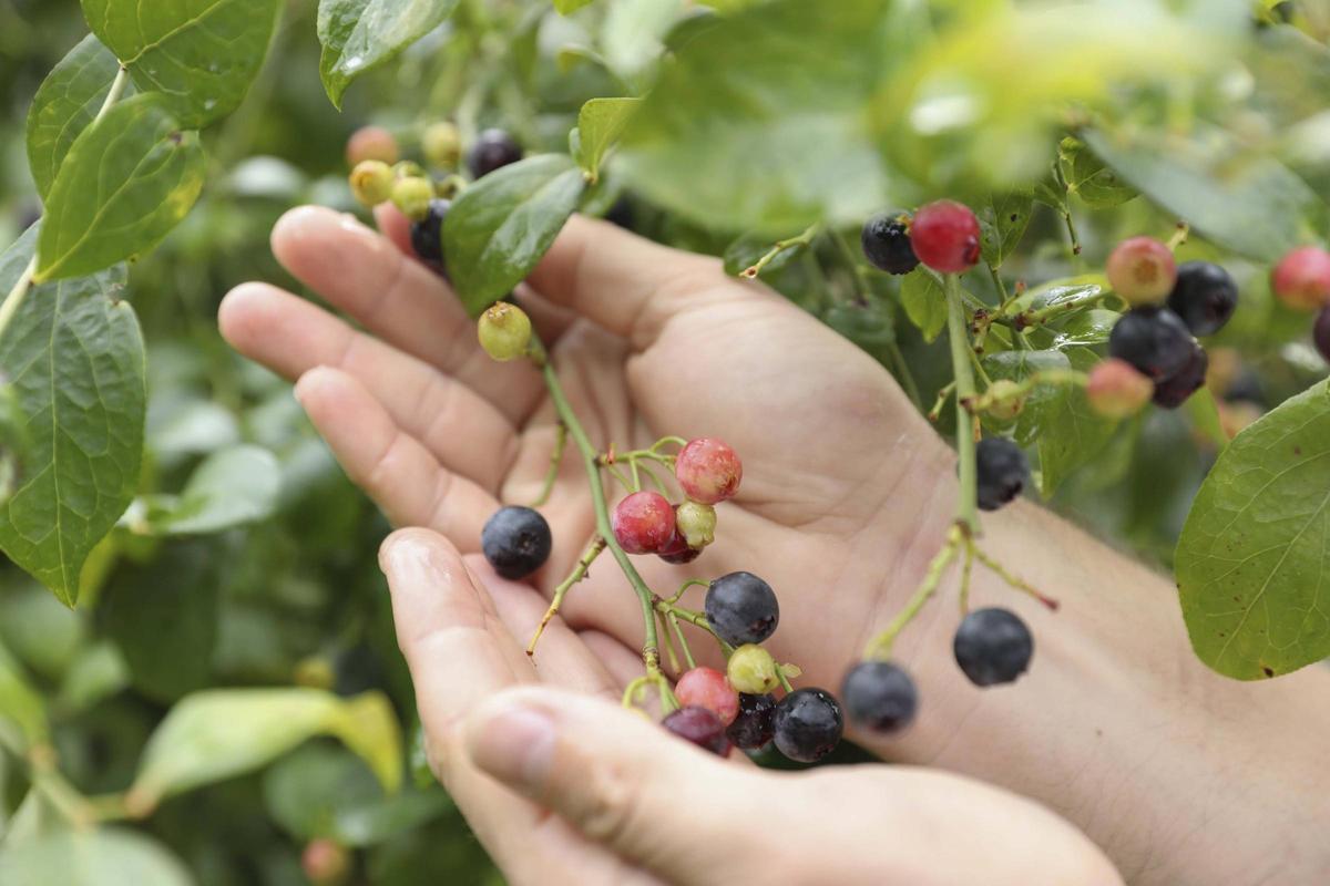 Detalle de los arándanos que se cultivan en Fuentes, Villaviciosa