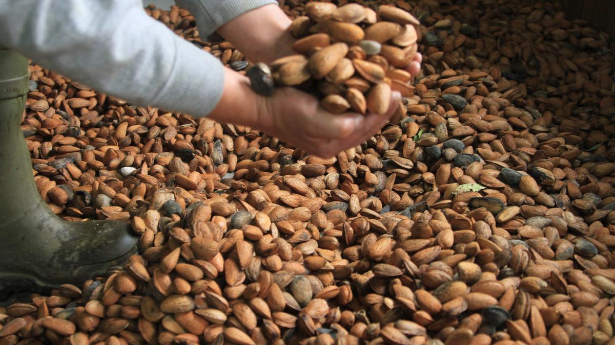 Almendras cosechadas en Arribes del Duero