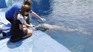 Espirómetro de seta y ramo floral: innovación para proteger al delfín del cambio climático