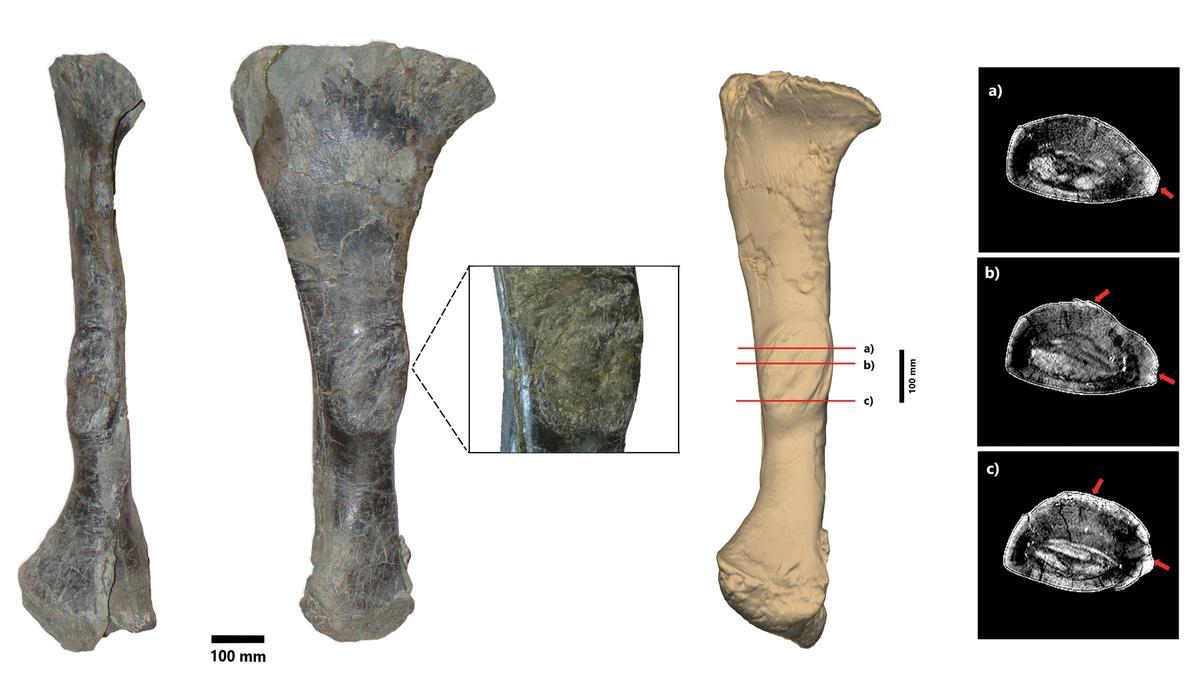Describen la primera infección bacteriana de origen cutáneo en un dinosaurio que vivió en Morella hace unos 125 millones de años.