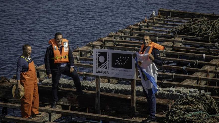 Primera batea que cuelga el cartel de mejillón ecológico