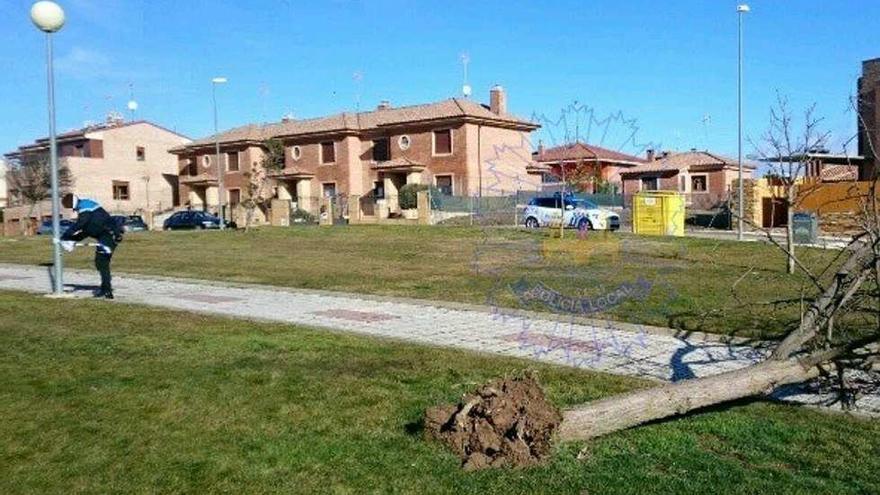 El viento derriba un árbol en El Tejar y la Policía precinta la zona