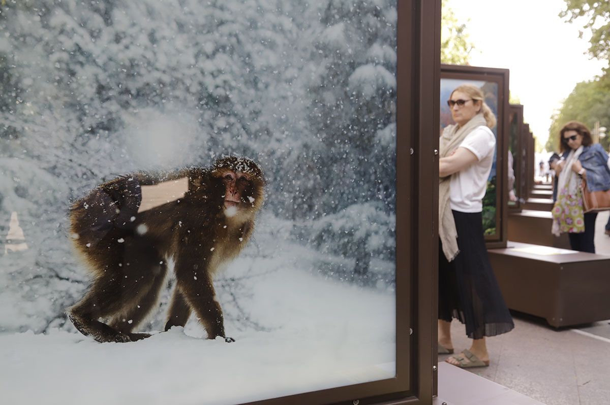 Las fotos de National Geographic en la Bienal de Córdoba