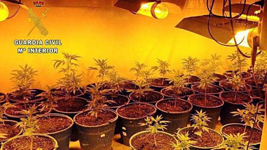 Las 150 plantas que se encontraban en la nave de los detenidos.