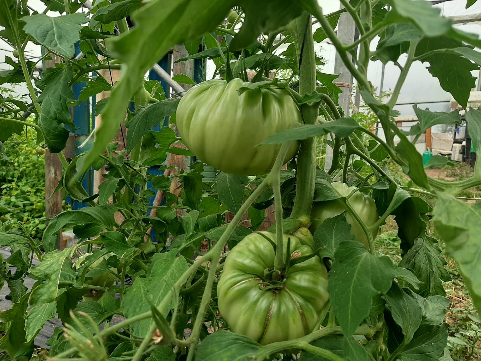 Así es Rural Ecolab, un paraíso de producción ecológica en Llanera