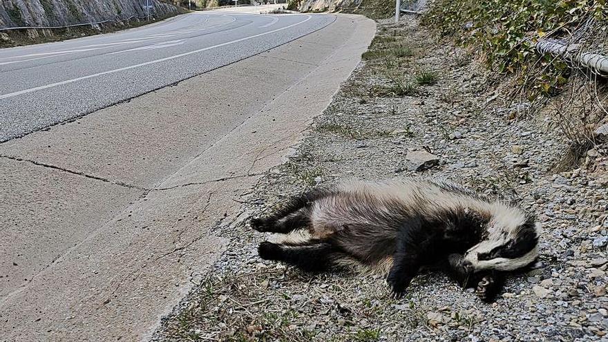 C-59: la perillosa carretera de la fauna