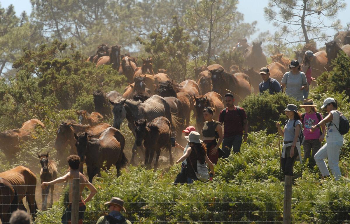 Rapa das Bestas de Sabucedo, A Estrada, 2026.