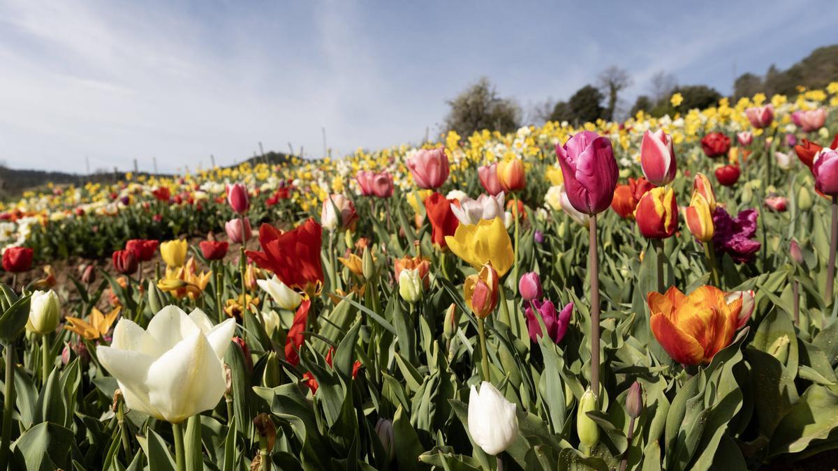 Horizonte de tulipanes y narcisos en Niudalia.