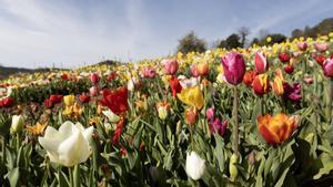 Així és el jardí viral de Barcelona amb més de 200.000 flors