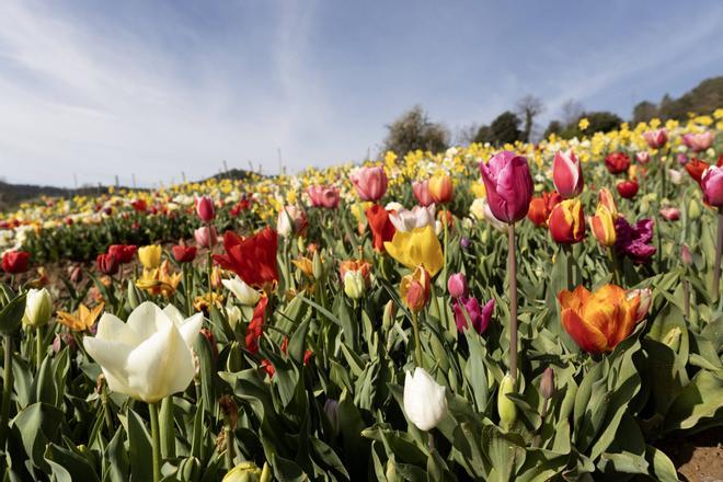 Paradís de tulipes amb vista al Pedraforca
