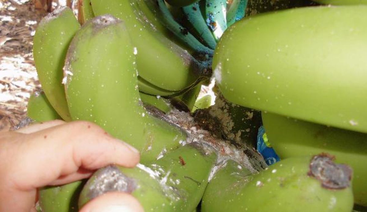 Dysmicoccus grassii en Platanera
