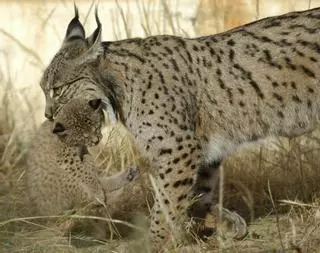 Muere atropellada una hembra de lince en la A-49