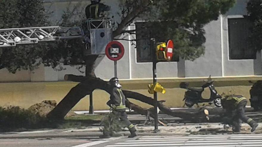 El viento provoca la caída de media docena de árboles