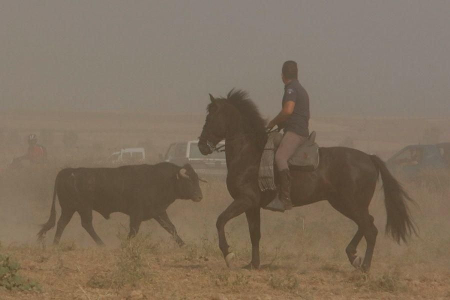 Fiestas en Zamora: Encierro en Villalpando