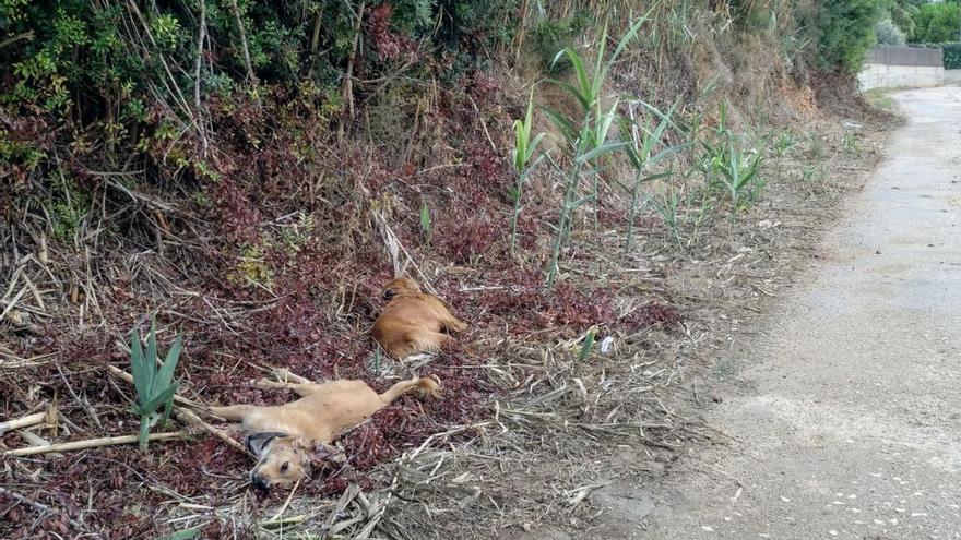 Matan a tiros a dos perros en una parcela en Benicarló