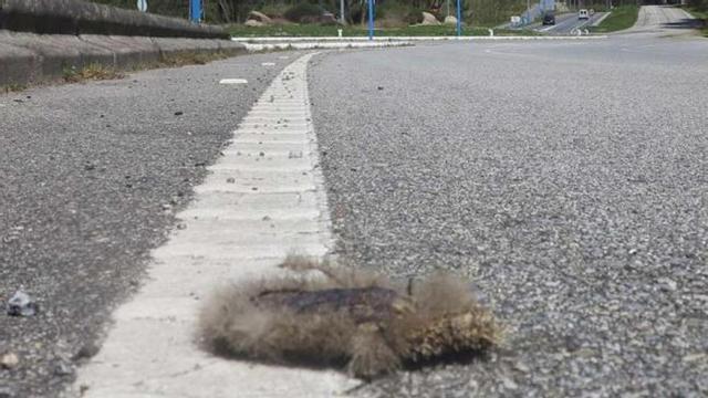Los restos de un erizo que trató de cruzar el tramo de cuatro carriles del istmo de A Lanzada.  // Muñiz