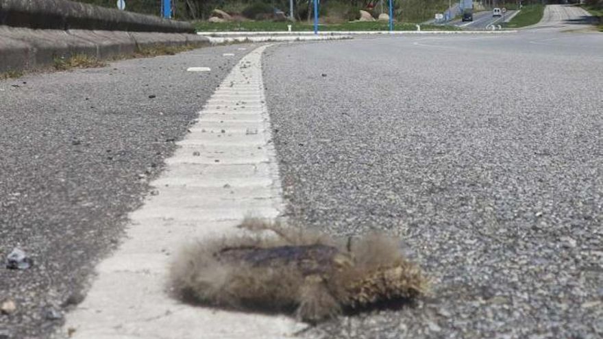 Los restos de un erizo que trató de cruzar el tramo de cuatro carriles del istmo de A Lanzada. // Muñiz