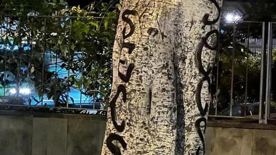 Vandalismo en Santa Cruz: pintan la palabra &quot;secso&quot; con spray sobre un árbol