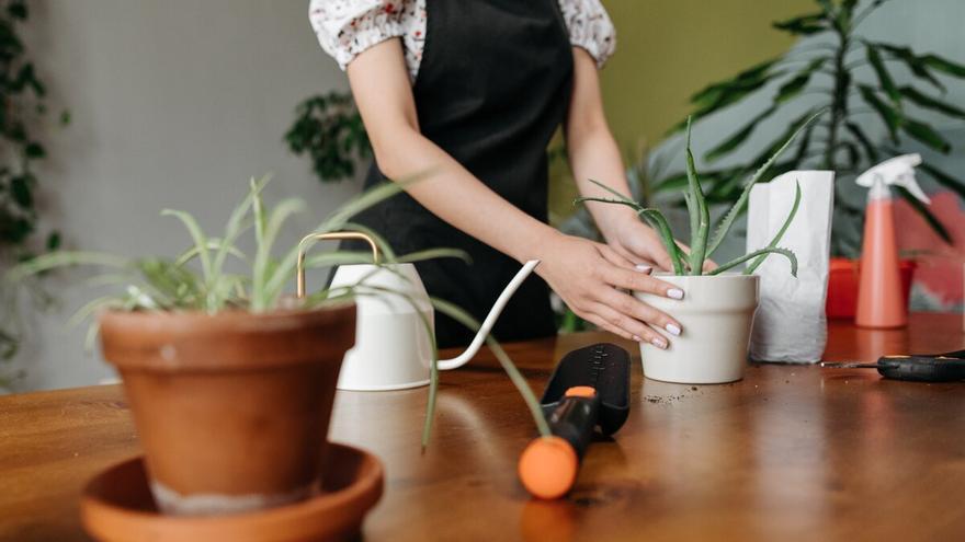 El superalimento para la inmortalidad proviene de una planta que tenemos en casa