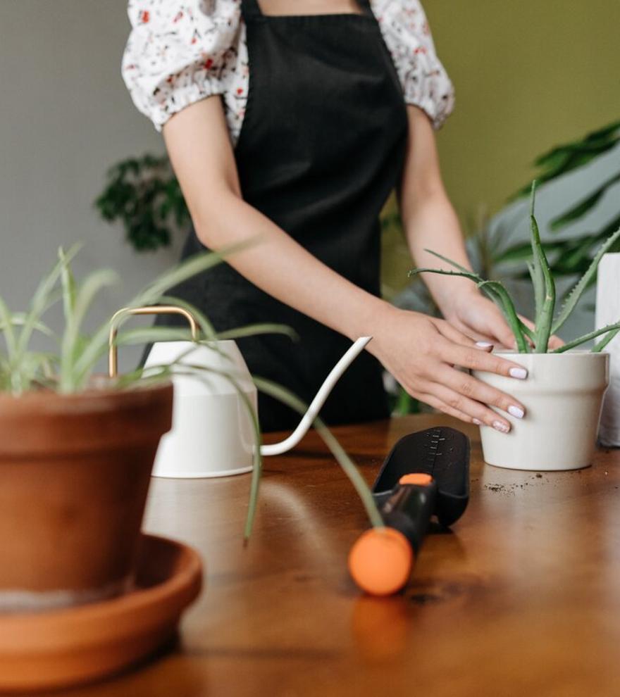 El superalimento para la inmortalidad proviene de una planta que tenemos en casa