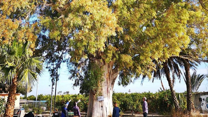 Orihuela protegerá 171 árboles monumentales y singulares de todo el  municipio - Información