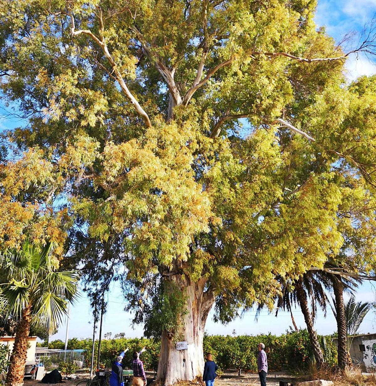 Uno de los grandiosos árboles monumentales que serán protegidos en Orihuela.