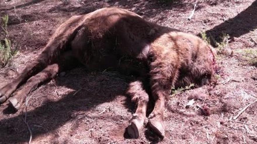 El ataque a los bisontes pone en peligro la reserva de Benagéber