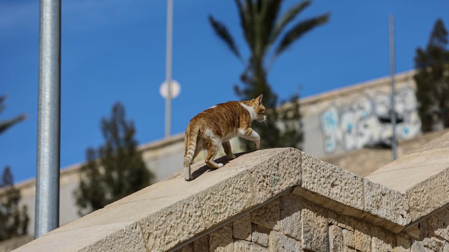 Deudas de más de 30.000 euros en asociaciones animalistas por culpa de la inflación